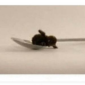 Meet your Posher, Rachael